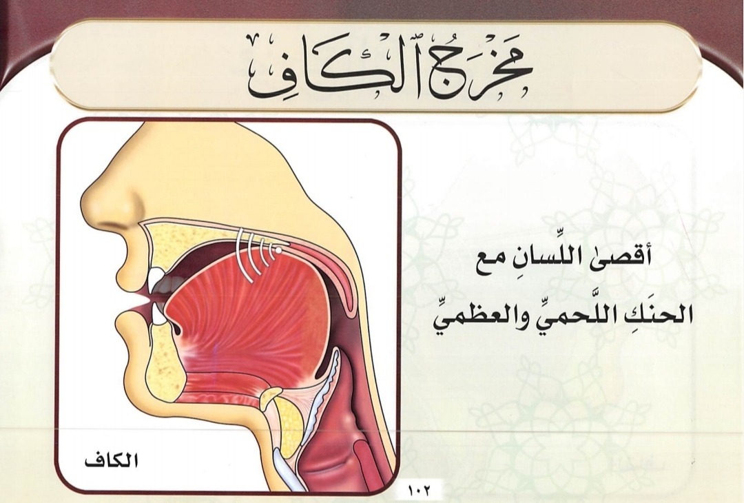 Makhraj Huruf ك (sumber gambar : Tajwid Al Mushawwar)