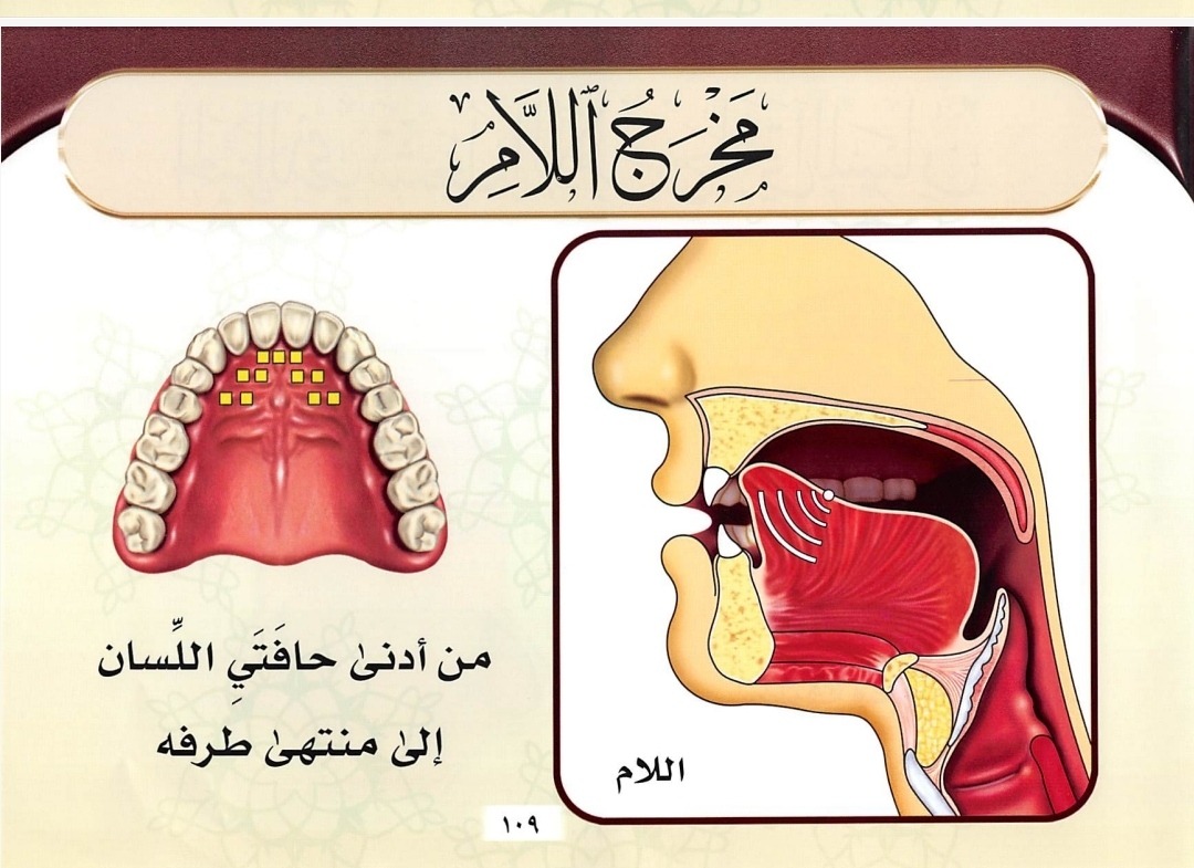 Makhraj Huruf Lam (sumber gambar : Tajwid Al Mushawwar)