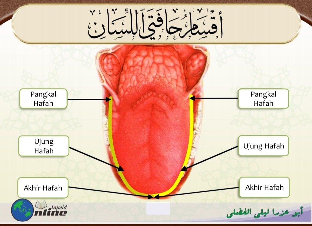 Bagian-bagian Tepi Lidah (sumber gambar : Modul Syarah Matan Jazariyyah Ust. Abu Ezra)