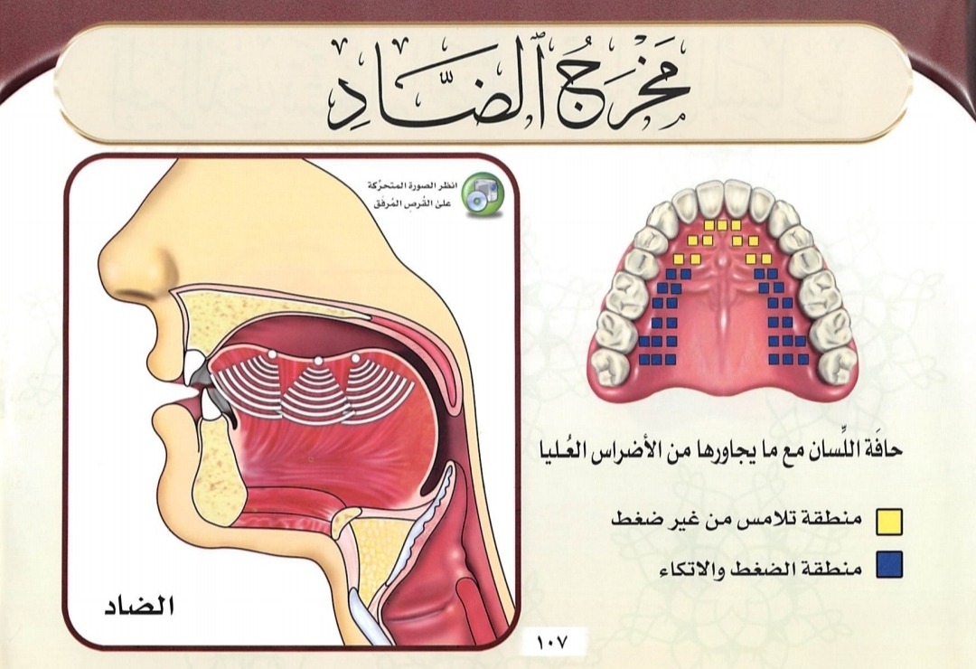 Makhraj Huruf Dhad (sumber gambar: Tajwid Al Mushawwar)