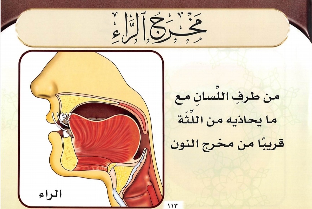 Makhraj Huruf ر (sumber gambar : Tajwid Al Mushawwar)
