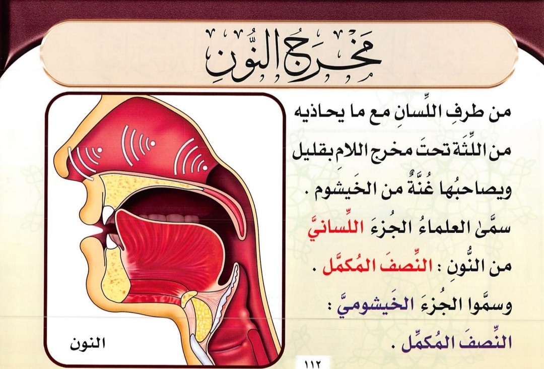 Makhraj huruf ن (sumber gambar : Tajwid Al Mushawwar)