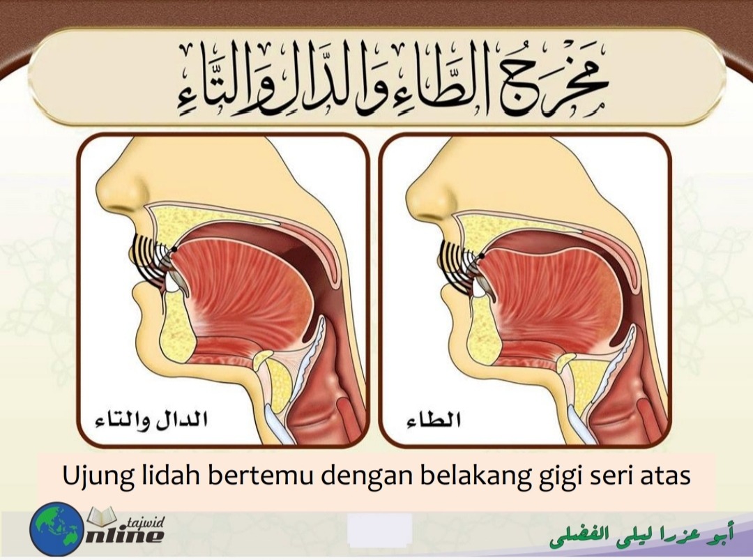 Makhrah Huruf ط , د dan ت (sumber gambar : Modul Daurah Syarah Muqaddimah Jazariyyah)