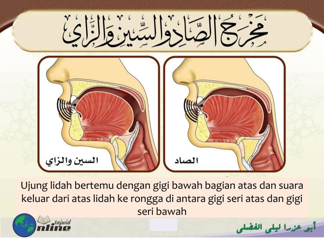 Makhrah Huruf ص، ز dan س (sumber gambar : Modul Daurah Syarah Muqaddimah Jazariyyah)