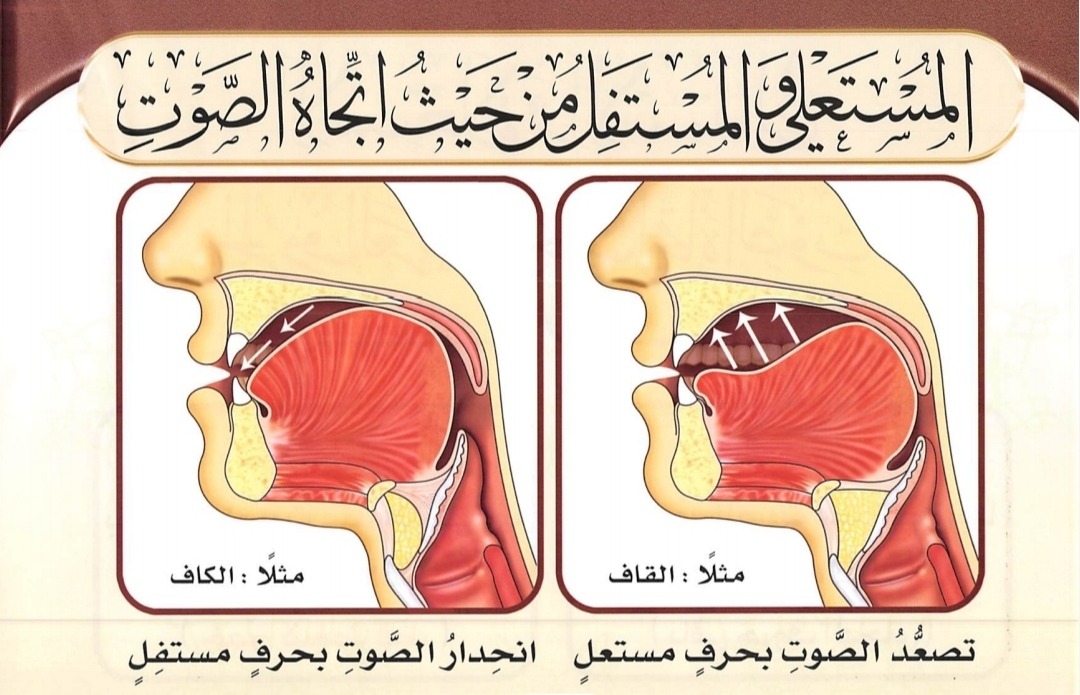 Shifat Al Isti'la' dan Al Istifal ditinjau dari arah suara (sumber gambar: Tajwid Al Mushawwar)