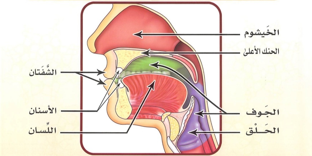 Organ-Organ Pengucapan Utama (sumber : Tajwid Al Mushawwar)